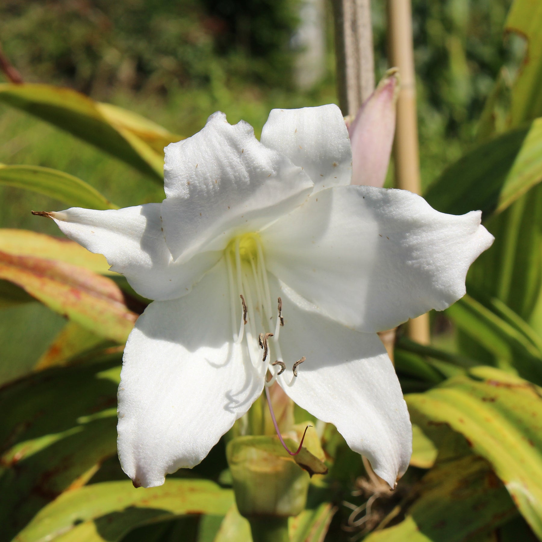 Sommerzwiebeln - Hakenlilie Album - Crinum powellii Album