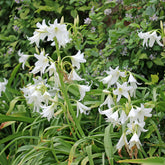 Hakenlilie Album - Crinum powellii Album - Willemse