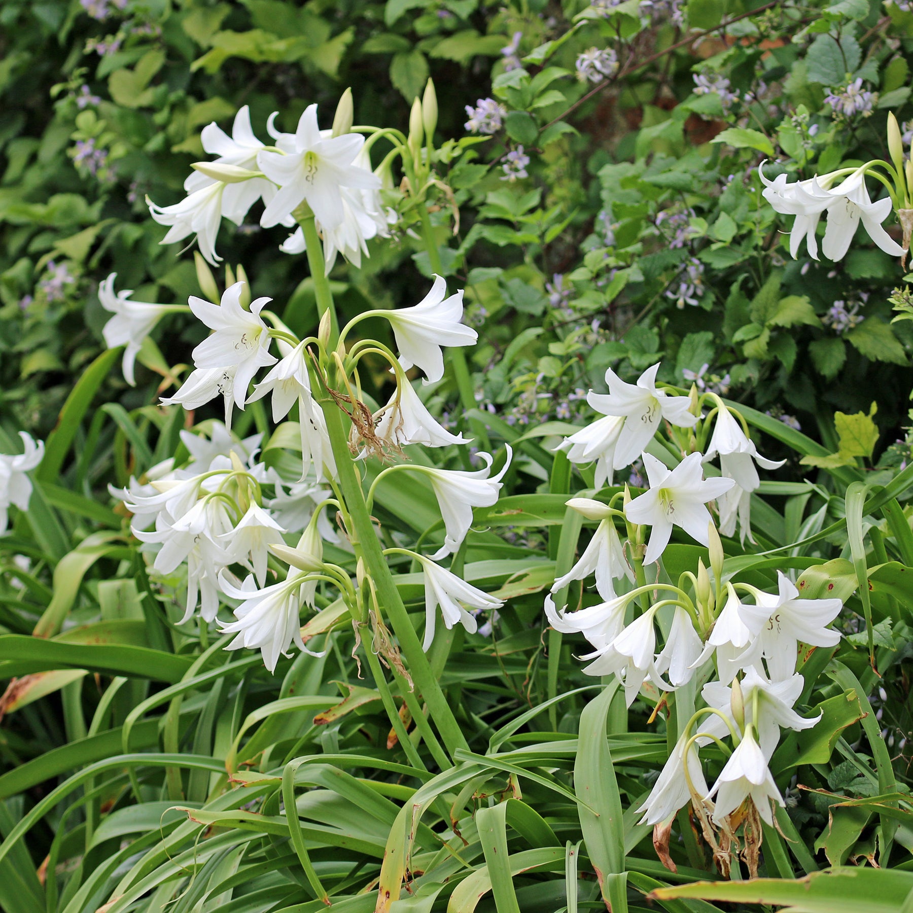 Hakenlilie Album - Crinum powellii Album - Willemse