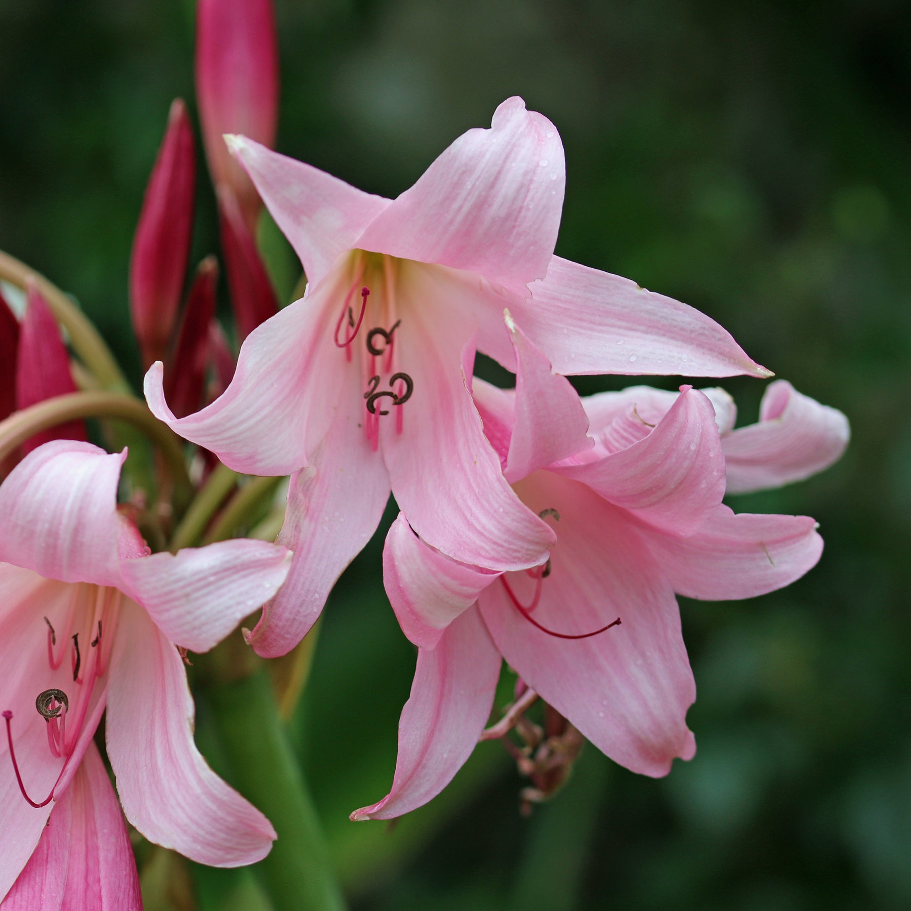 Hakenlilie Rosea - Crinum powellii Rosea - Willemse