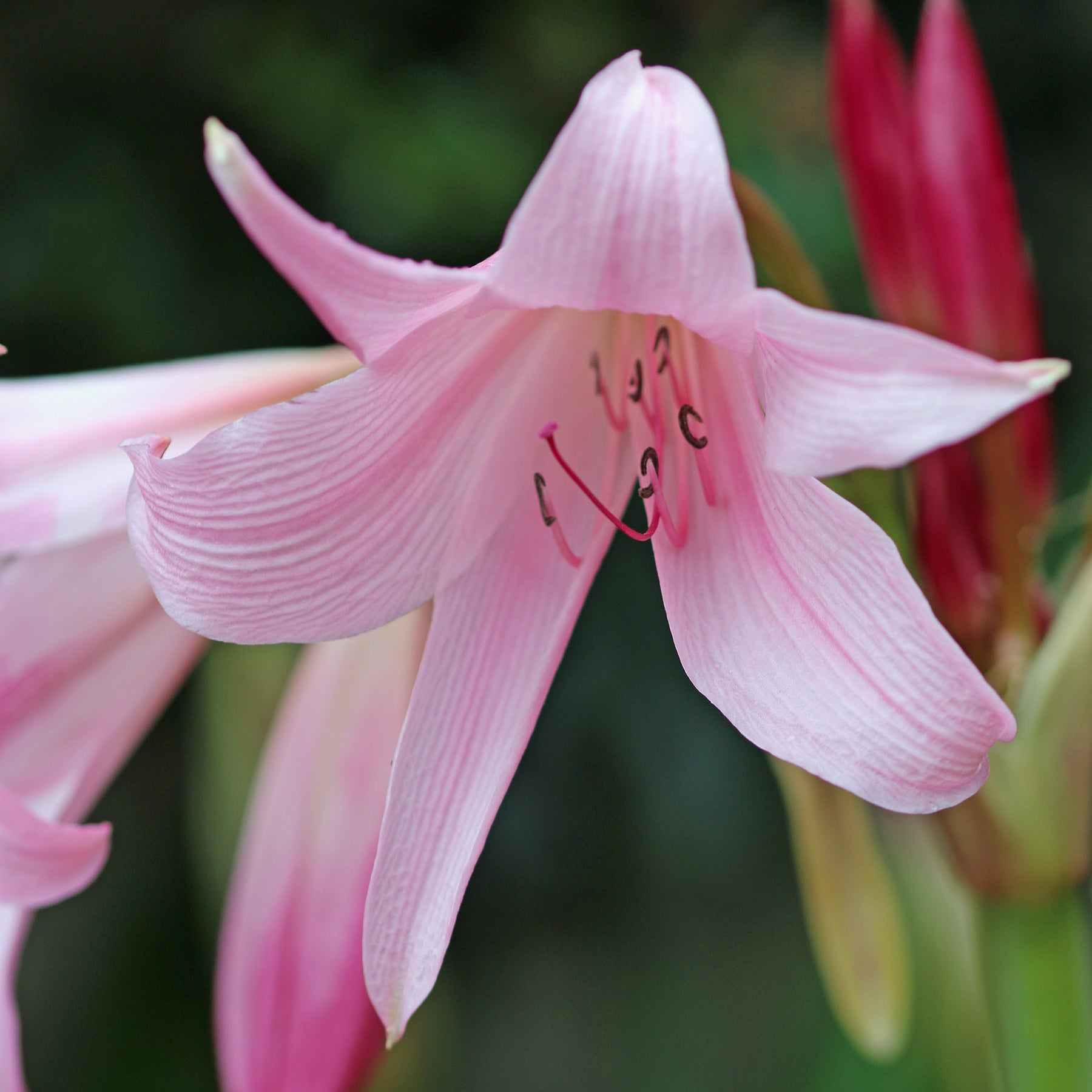 Hakenlilie Rosea - Willemse