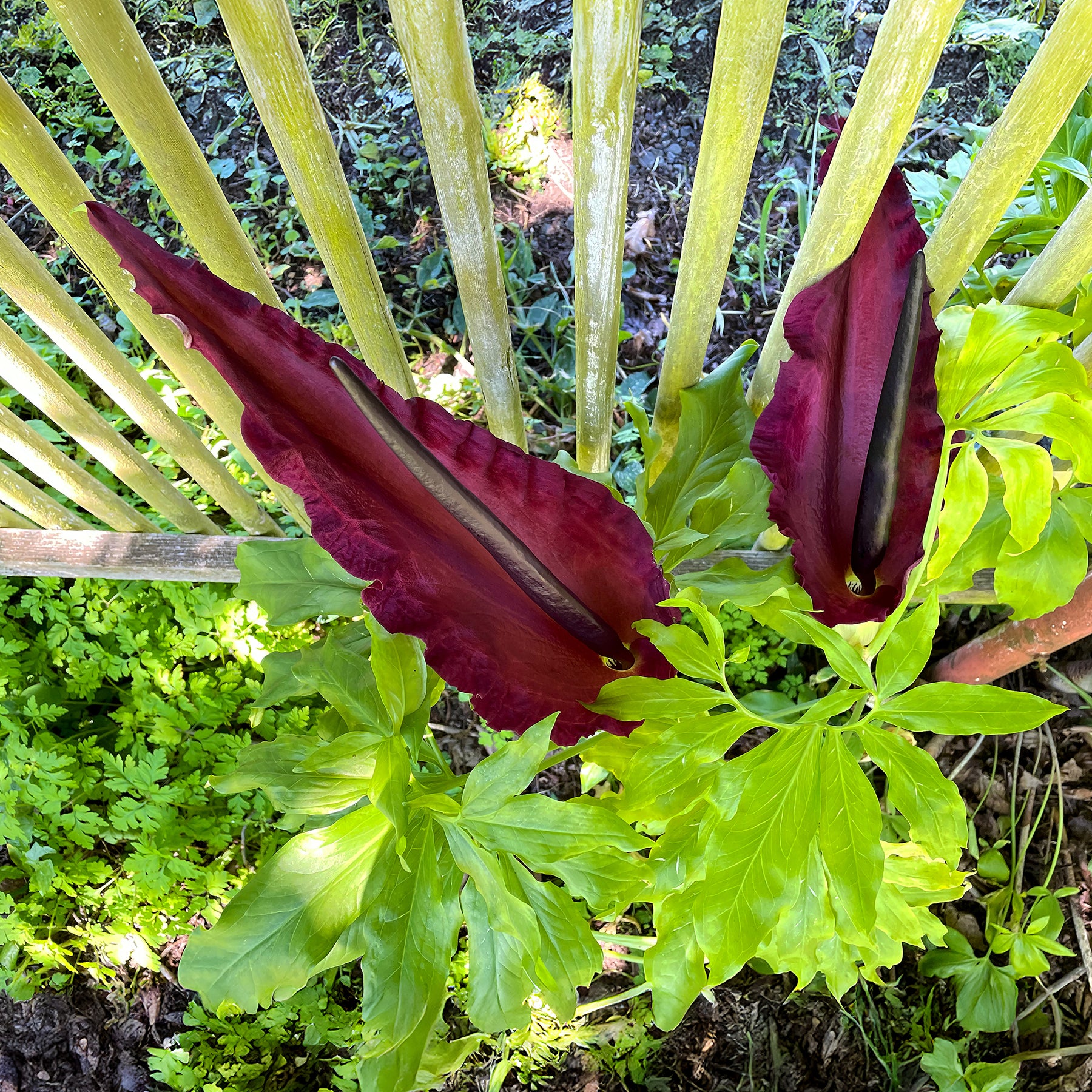 Gemeine Drachenwurz - Dracunculus vulgaris - Willemse