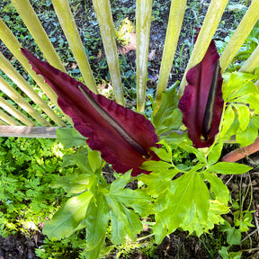 Gemeine Drachenwurz - Dracunculus vulgaris - Willemse