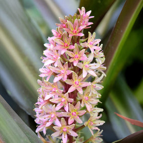Verkauf Schopflilie Sparkling Burgundy - Eucomis comosa Sparkling Burgundy®