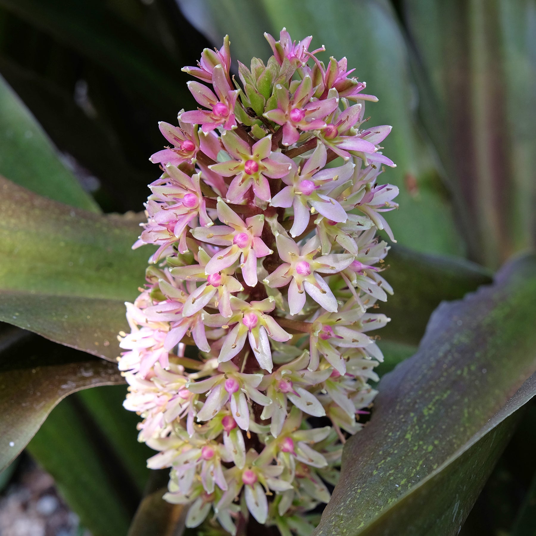 Schopflilie Sparkling Burgundy - Eucomis comosa Sparkling Burgundy® - Willemse