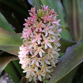Schopflilie Sparkling Burgundy - Eucomis comosa Sparkling Burgundy® - Willemse
