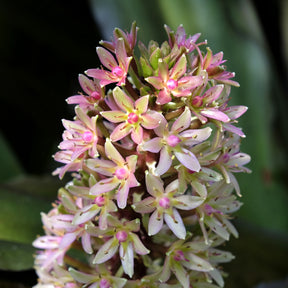 Eucomis - Schopflilie - Schopflilie Sparkling Burgundy - Eucomis comosa Sparkling Burgundy®