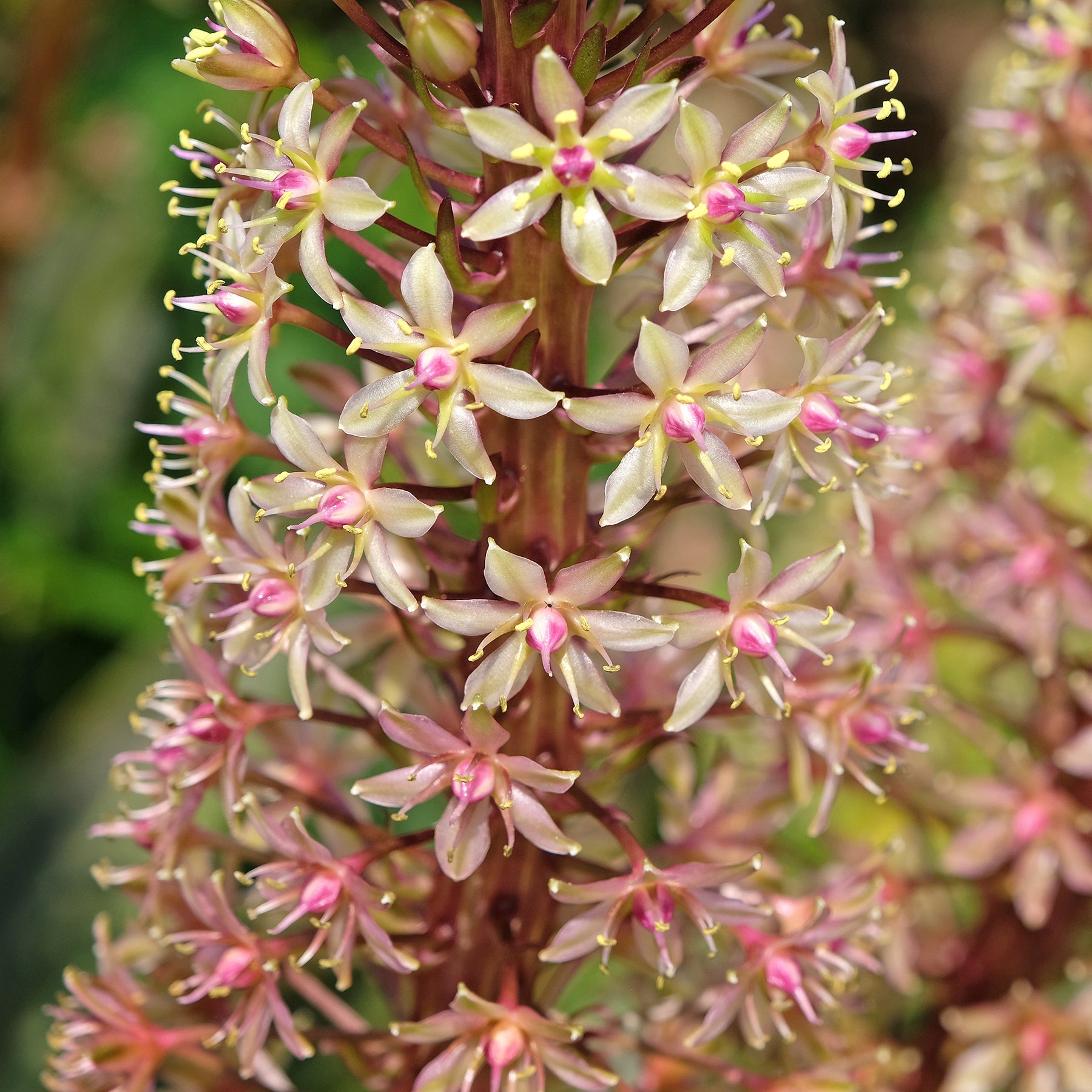 Eucomis comosa Sparkling Burgundy® - Schopflilie Sparkling Burgundy - Eucomis - Schopflilie