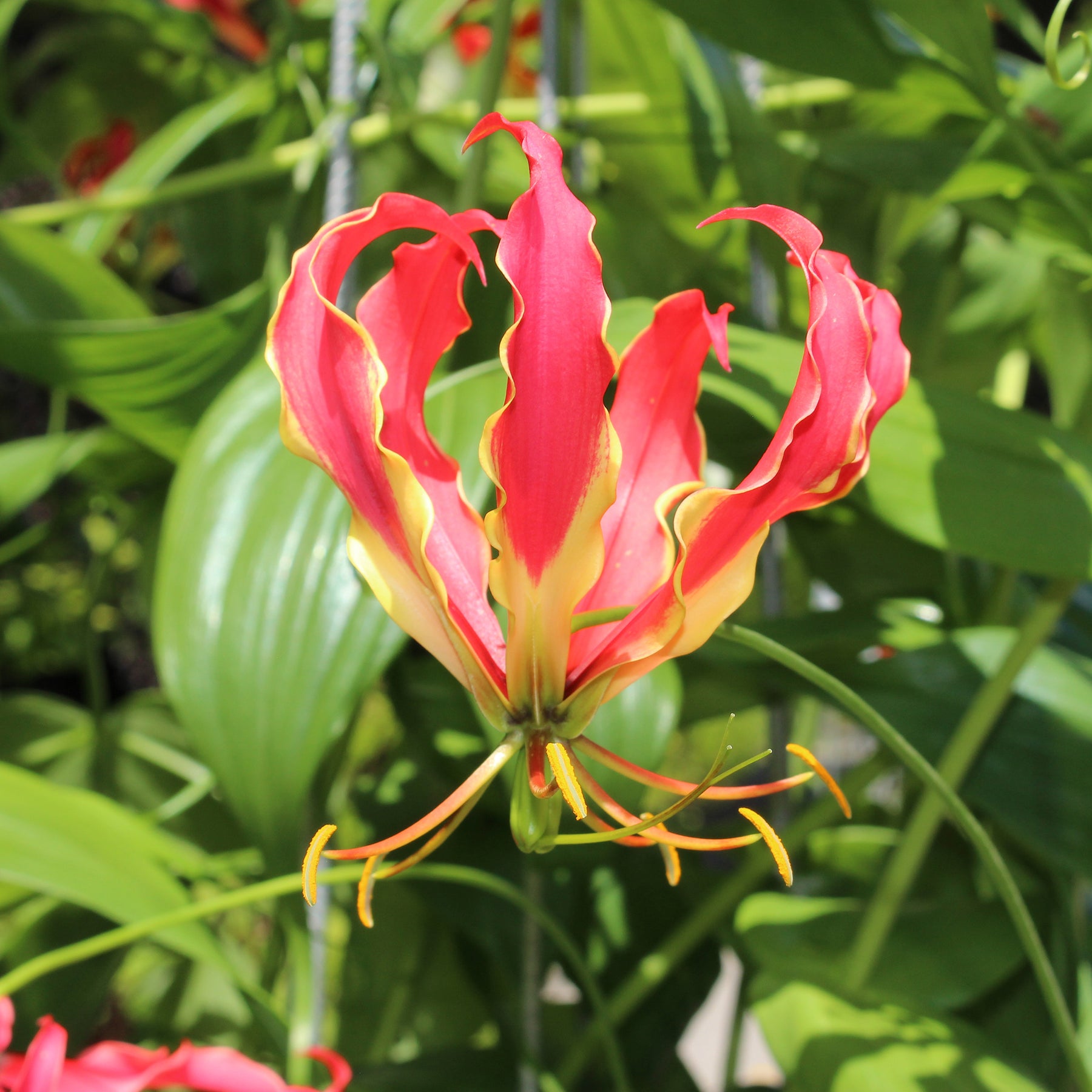 Gloriosa Carsonii - Ruhmeskrone - Gloriosa - Ruhmeskrone