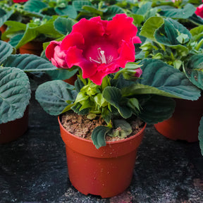 Gloxinie Etoile de Feu - Gloxinia speciosa Etoile de feu - Willemse