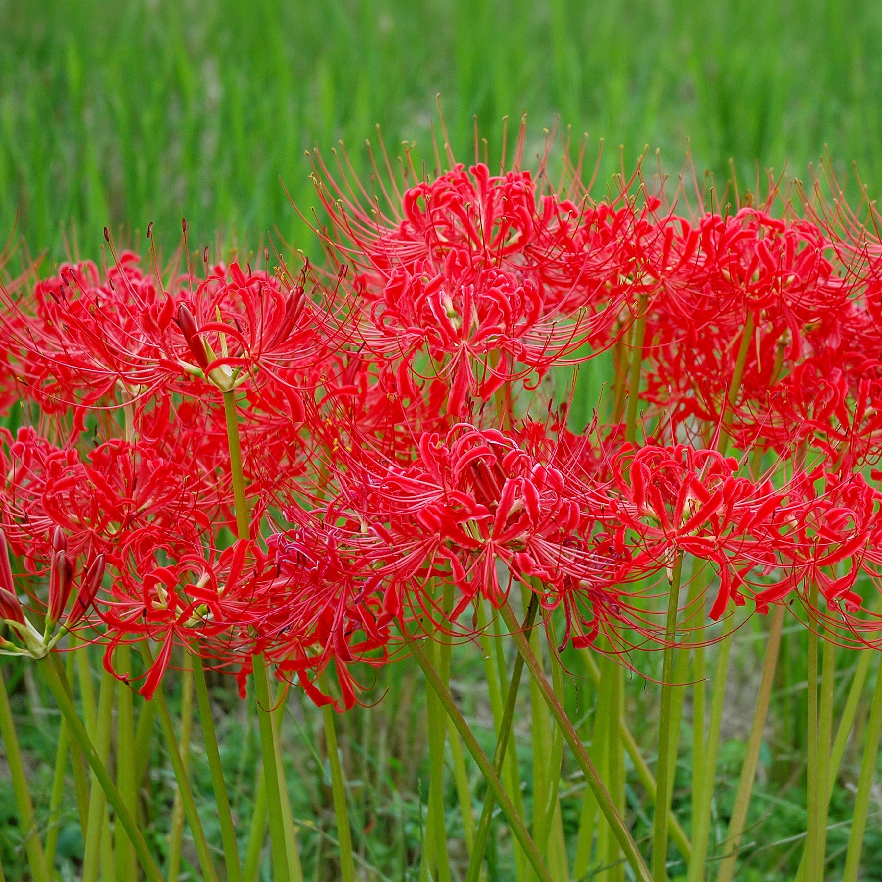 Lilien-Zwiebeln - Rote Spinnenlilie - Lycoris radiata