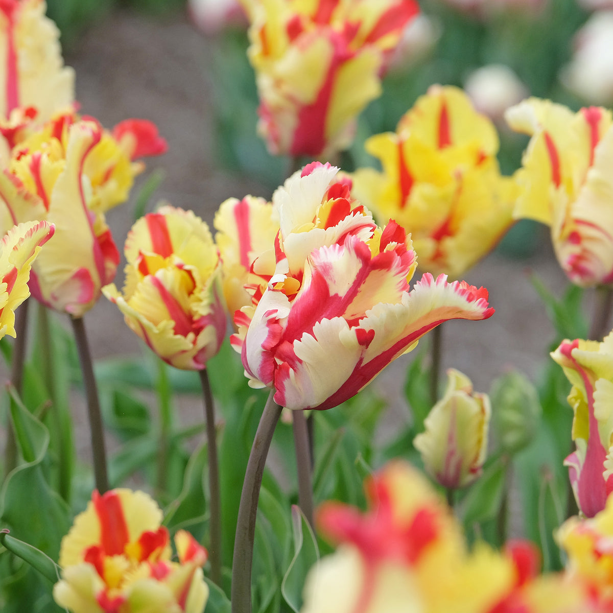 Papageien-Tulpe Flaming Parrot