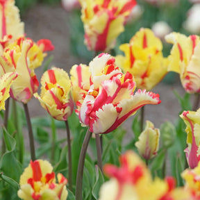 Papageien-Tulpe Flaming Parrot