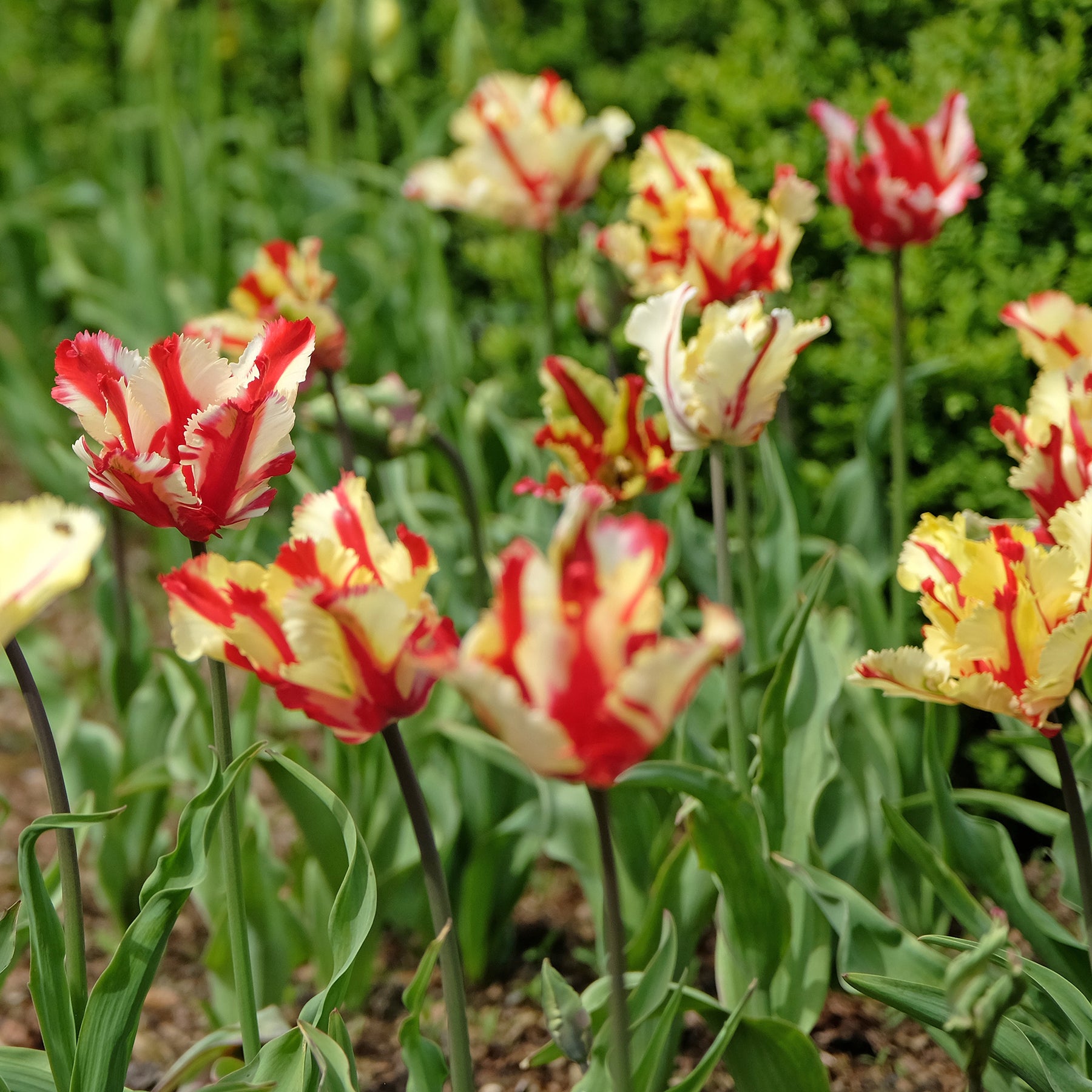 Papageien-Tulpe Flaming Parrot