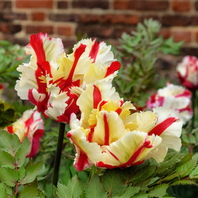 Papageien-Tulpe Flaming Parrot