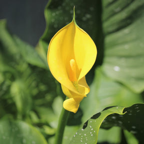 Gelbe Calla - Willemse