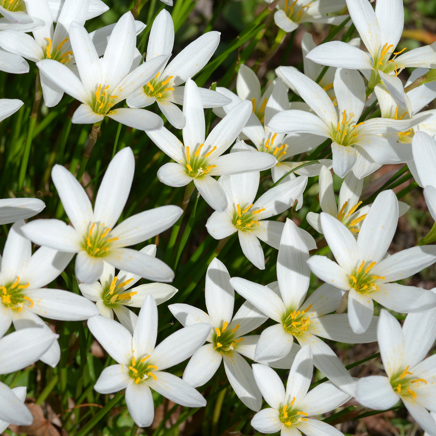 Zephyranthes candida - Weisse Windblume - Lilien-Zwiebeln