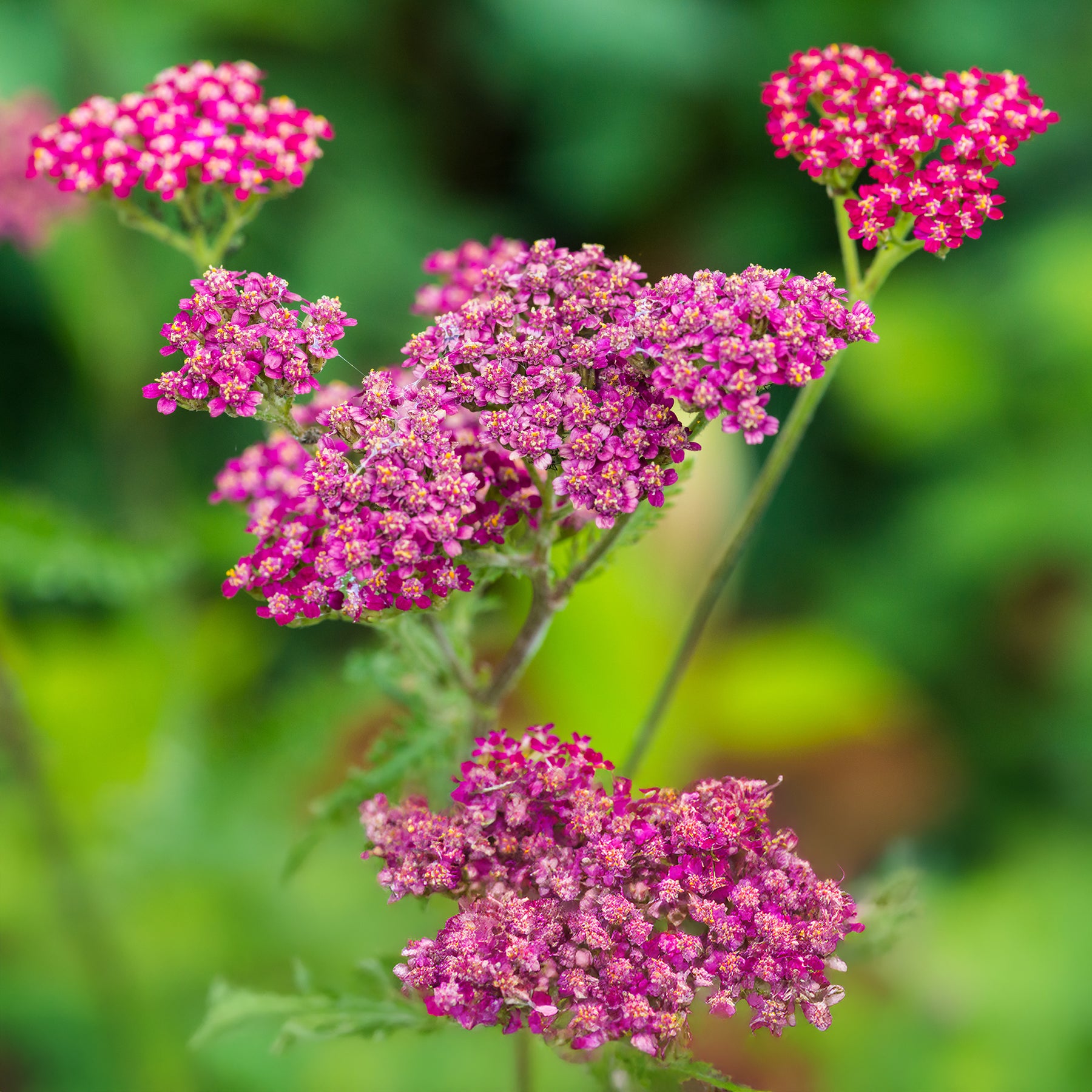 Vielblättrige Garbe Cassis - Achillea millefolium Cassis - Willemse