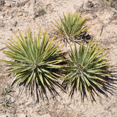 Zwillingsblütige Agave - Agave Geminiflora - Willemse