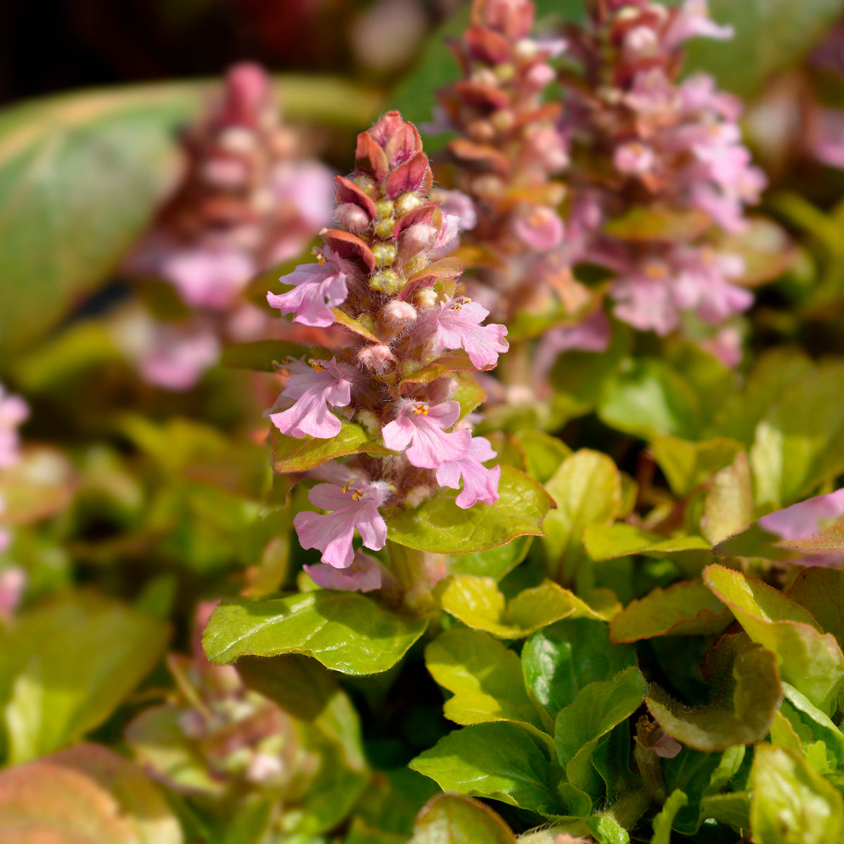 Kriechenden Günsels Gold Chang - Willemse