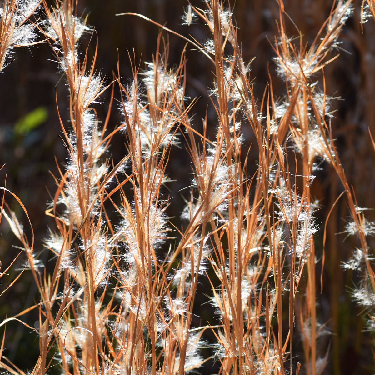 Silber Bartgras - Andropogon ternarius - Willemse