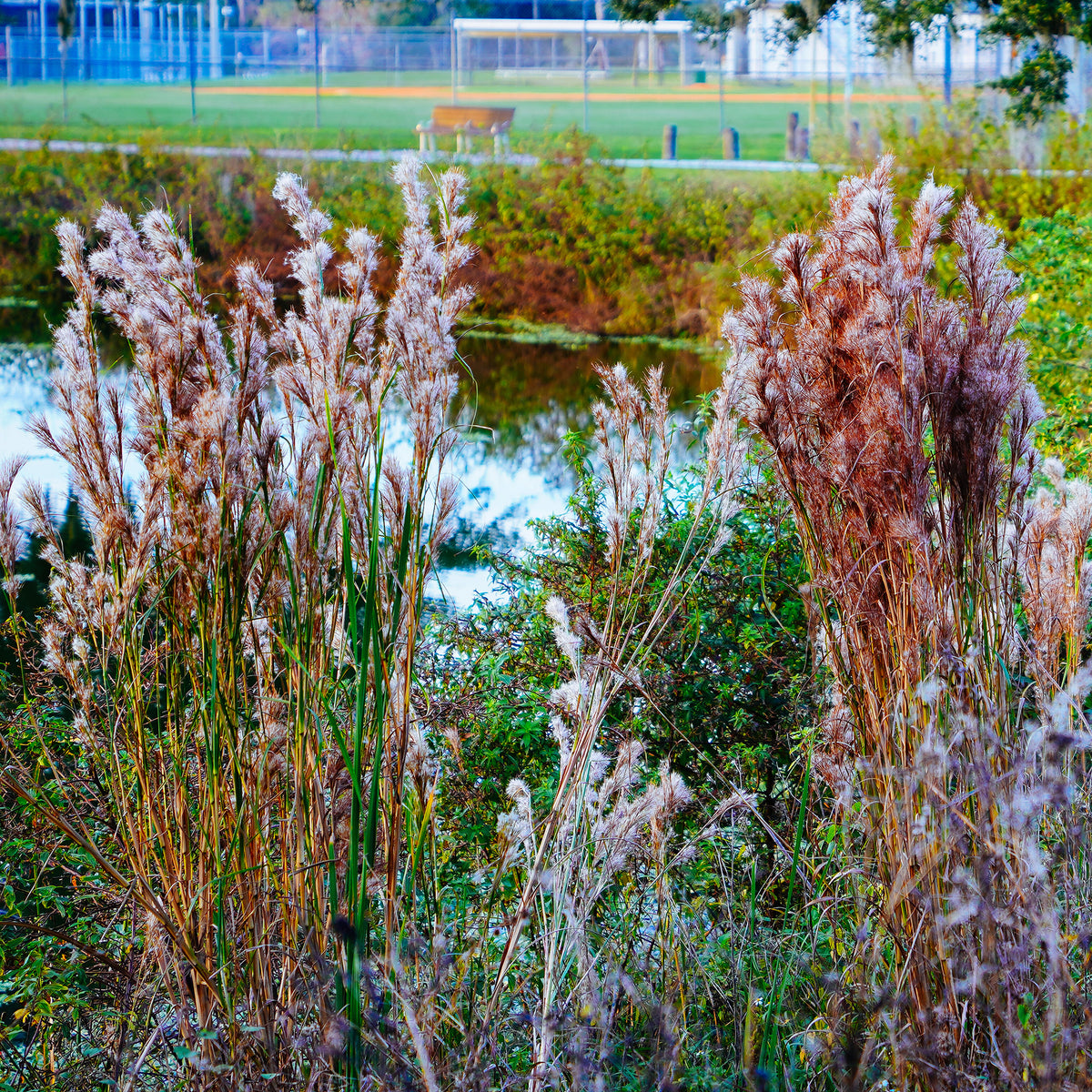 Silber Bartgras - Willemse