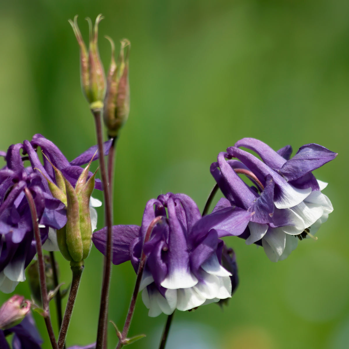 Kurzspornige Akelei Winky Blau-Weiß - Willemse