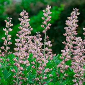 Indigo-Lupine Decadence Pink Truffles - Baptisia Pink Truffles - Willemse