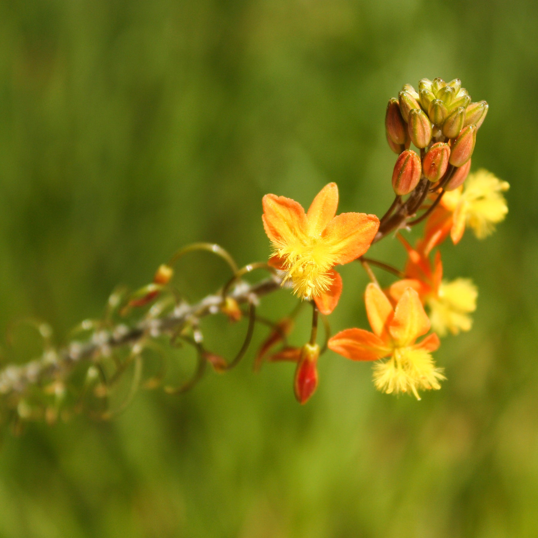 Katzenschwanzpflanze Avera Sunset Orange - Willemse