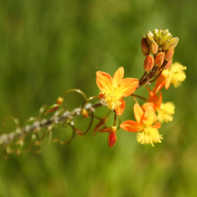 Katzenschwanzpflanze Avera Sunset Orange - Willemse