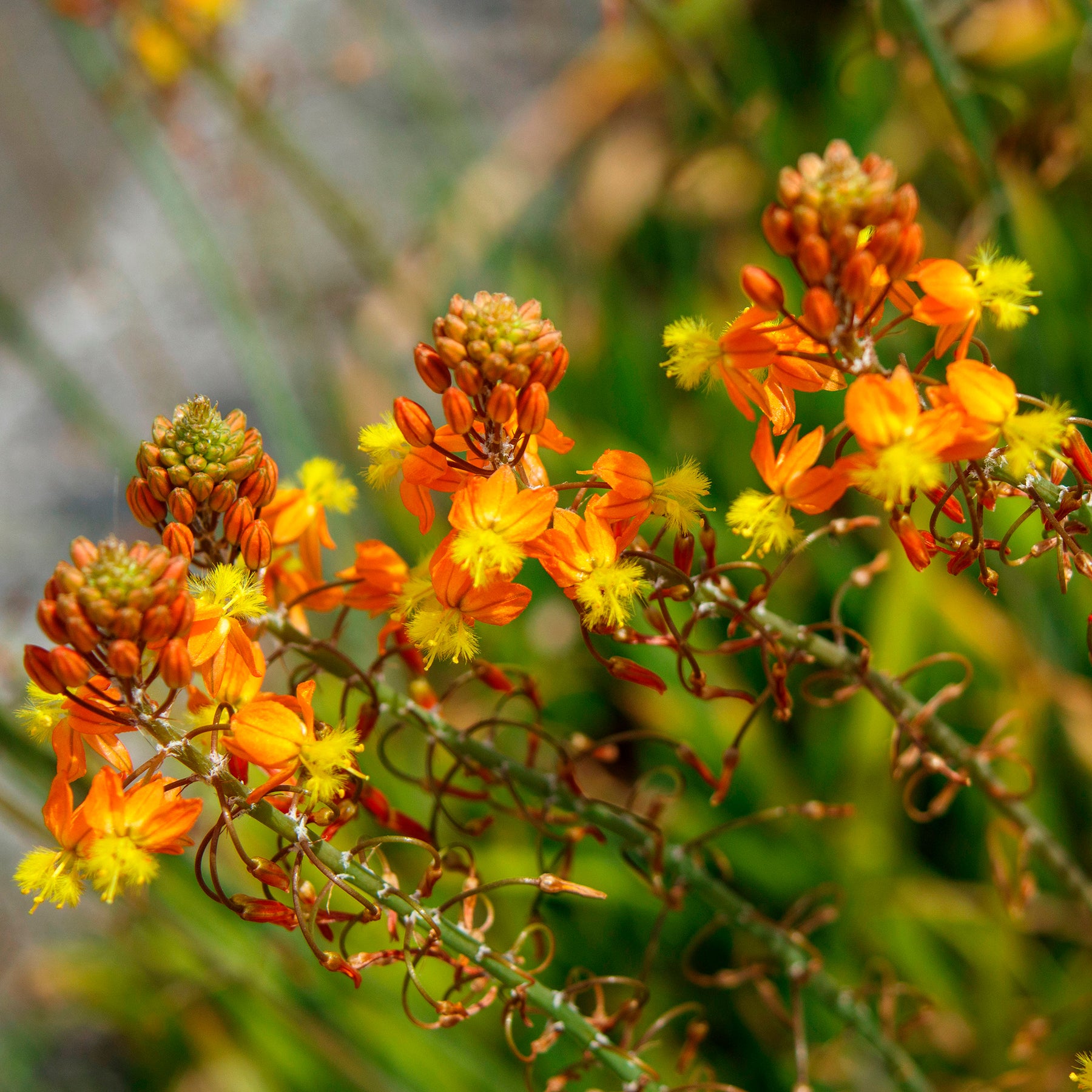 Katzenschwanzpflanze Avera Sunset Orange - Willemse