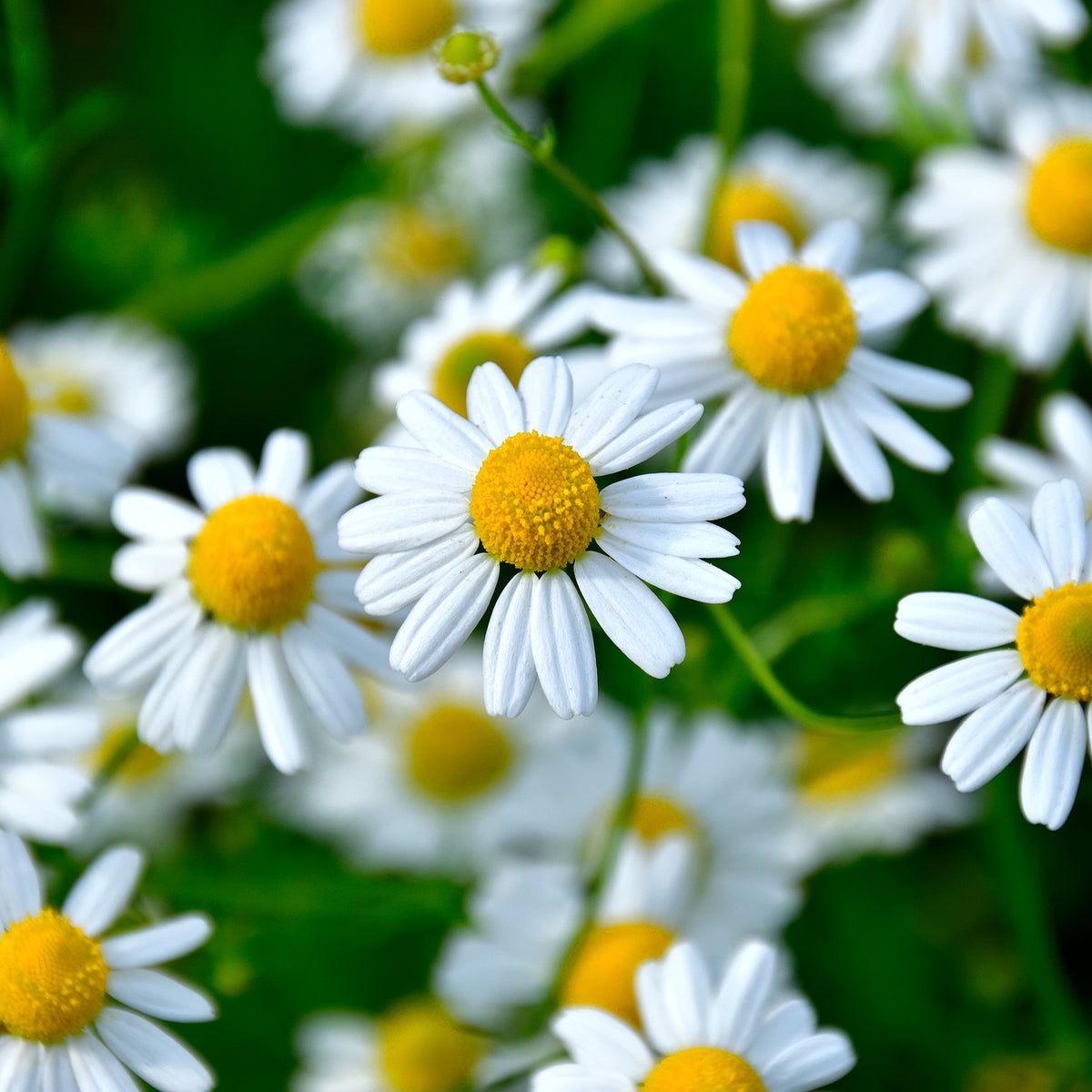 Römische Scheinkamille - Chamaemelum nobile - Willemse