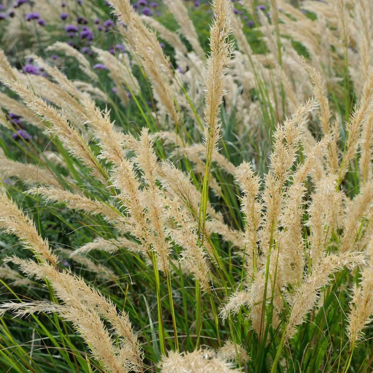Stipa calamagrostis - Silberährengras - Stipa