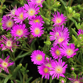 Mittagsblume Wheels of Wonder® Violet - Willemse