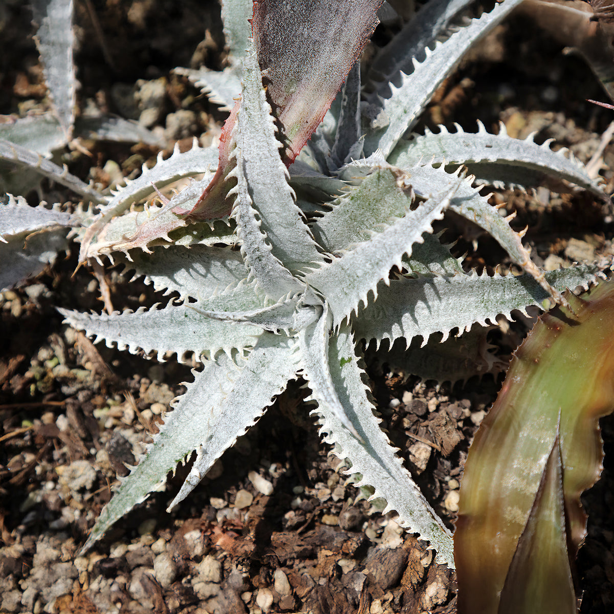 Dyckia Grand Marnier - Dyckia Grand Marnier - Willemse