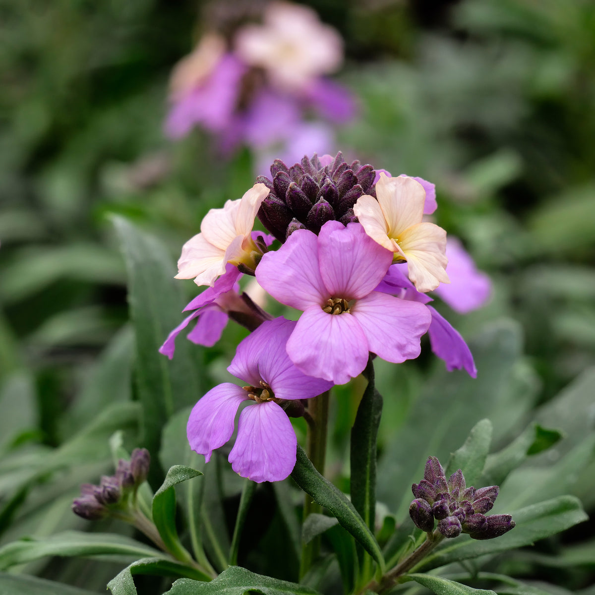 Garten-Goldlack Lavender - Willemse