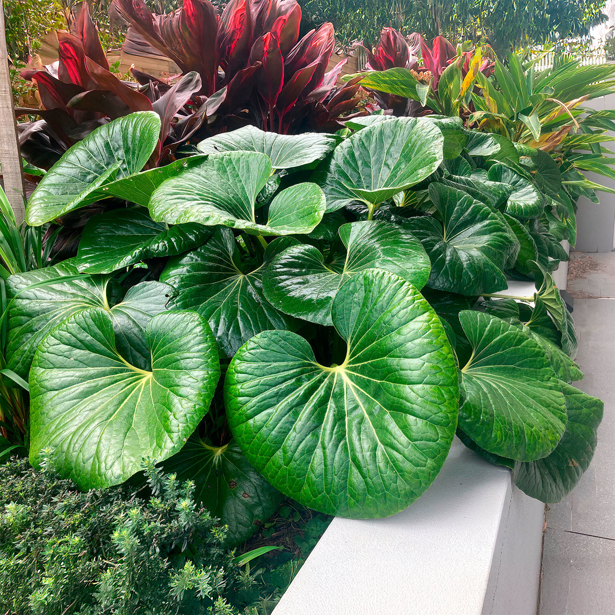Japanischen Scheingoldkolbens Articjungle® - Willemse