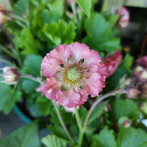 Nelkenwurz Pink Petticoats - Willemse