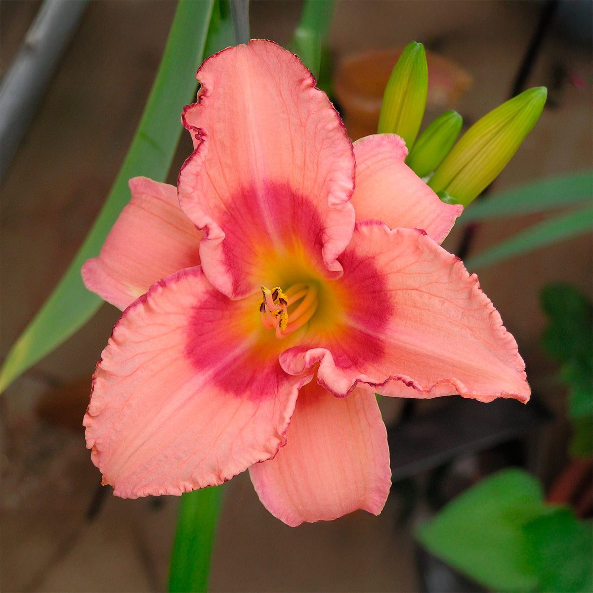 Taglilie Strawberry Fields Forever - Willemse