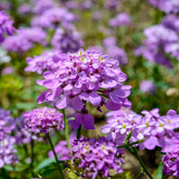 Immergrüne Schleifenblume Absolutely Amethyst - Willemse