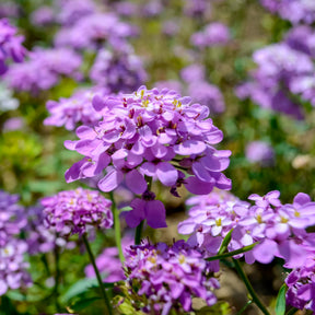 Immergrüne Schleifenblume Absolutely Amethyst - Willemse