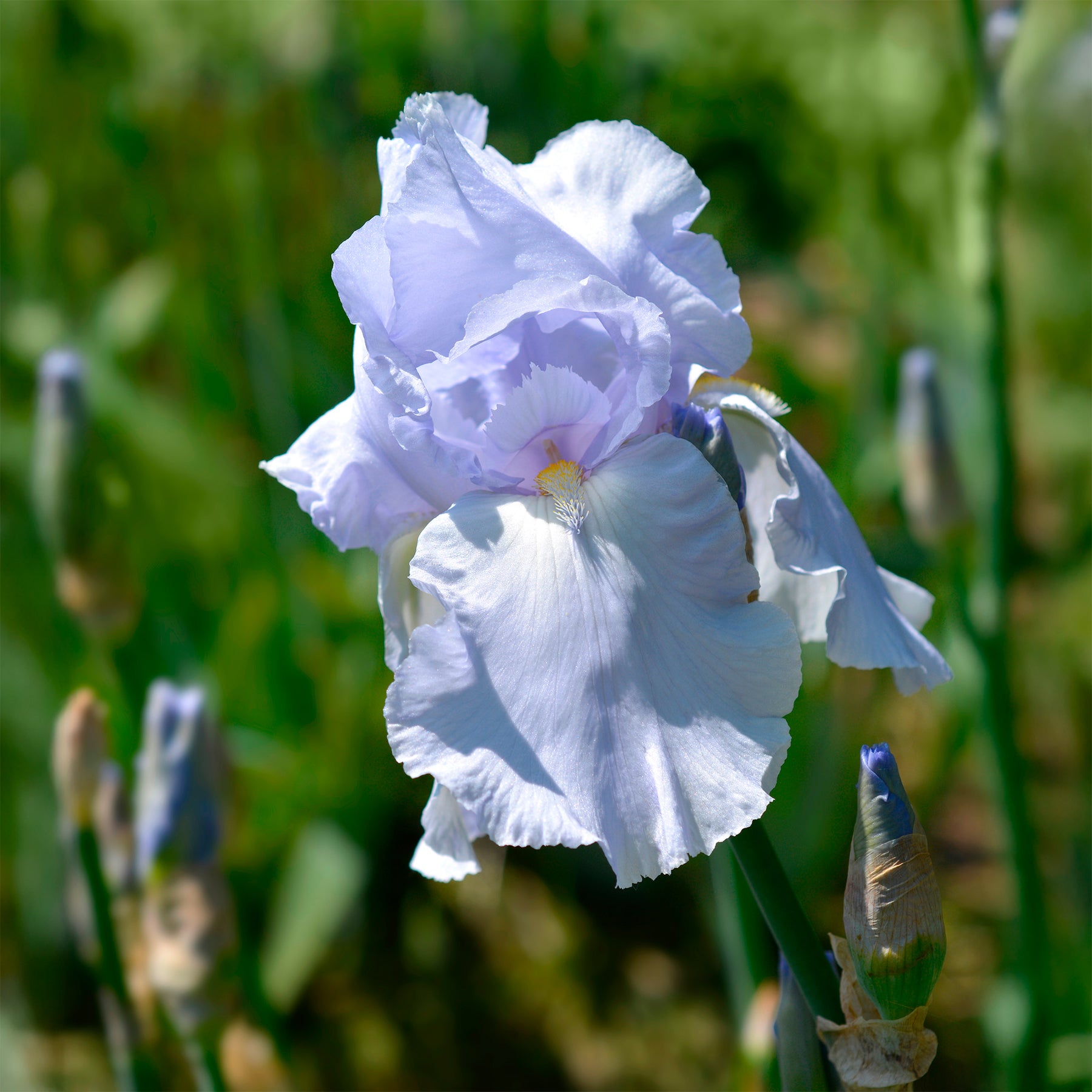 Schwertlilie Blue Sapphire - Willemse