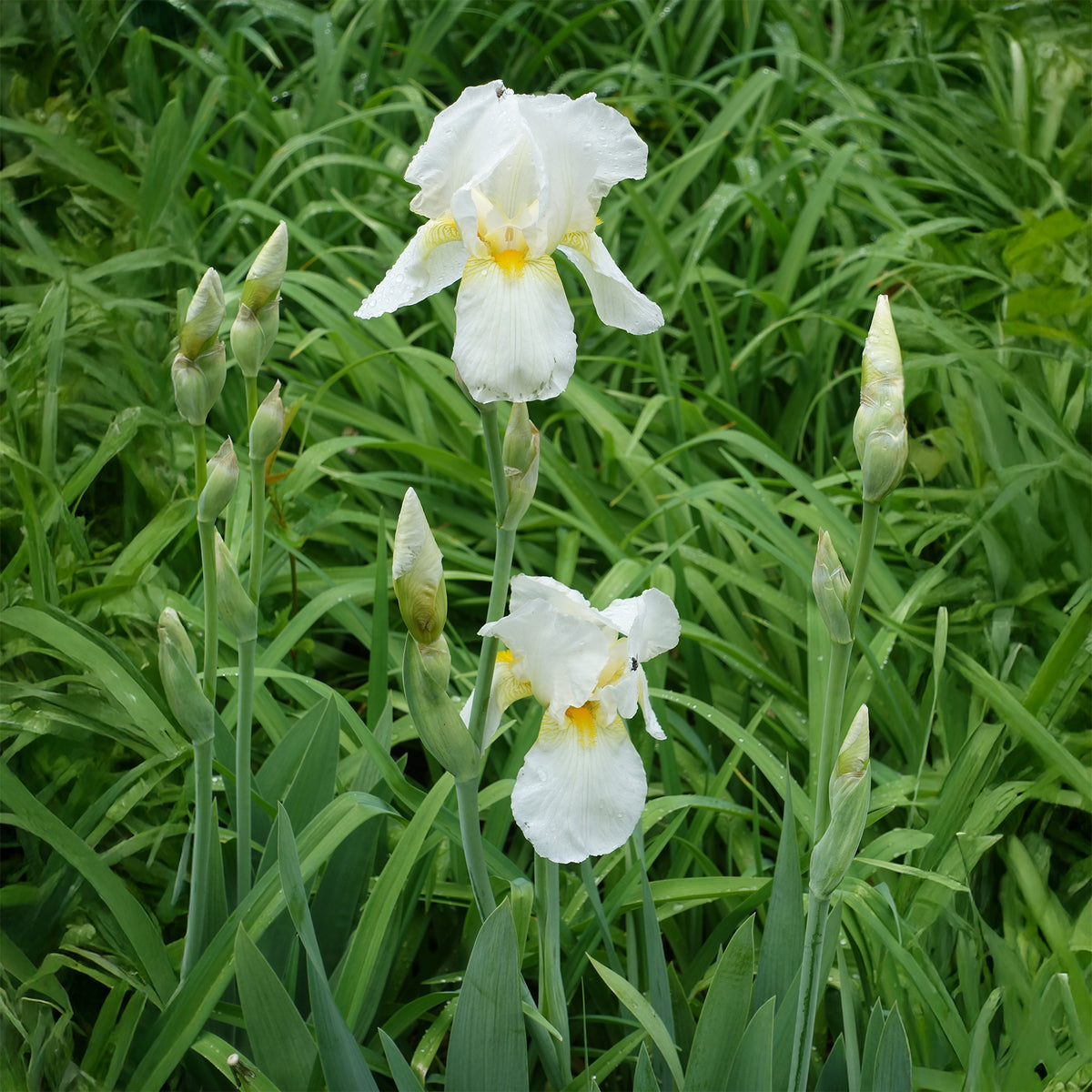 Schwertlilie Wedding Bouquet - Iris germanica Wedding Bouquet - Willemse