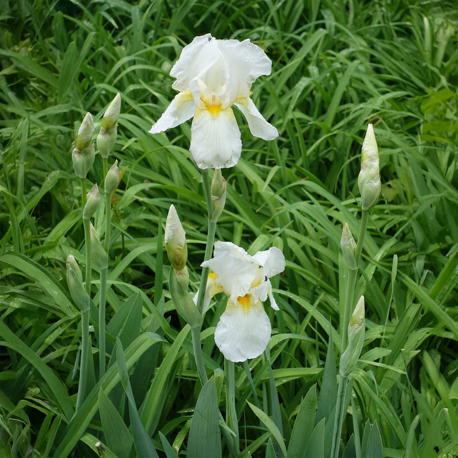 Schwertlilie Wedding Bouquet - Iris germanica Wedding Bouquet - Willemse