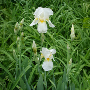 Schwertlilie Wedding Bouquet - Iris germanica Wedding Bouquet - Willemse