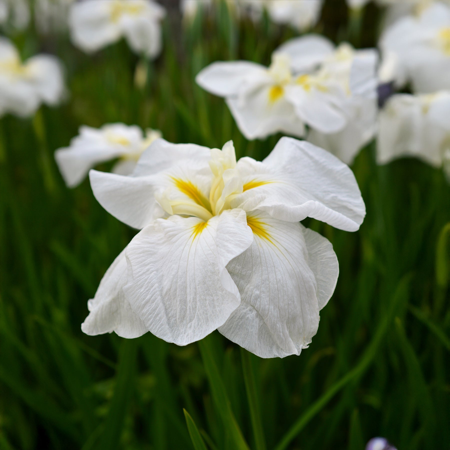 Japanische Sumpf-Schwertlilie White Ladies - Willemse