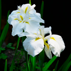 Japanische Sumpf-Schwertlilie White Ladies - Willemse