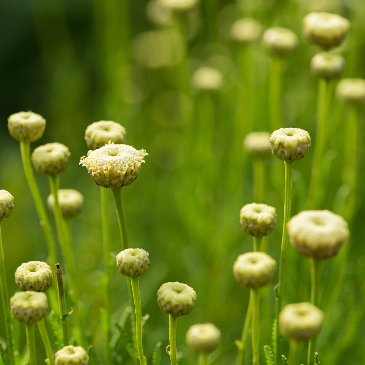 Silbriges Heiligenkraut Edward Bowles - Willemse