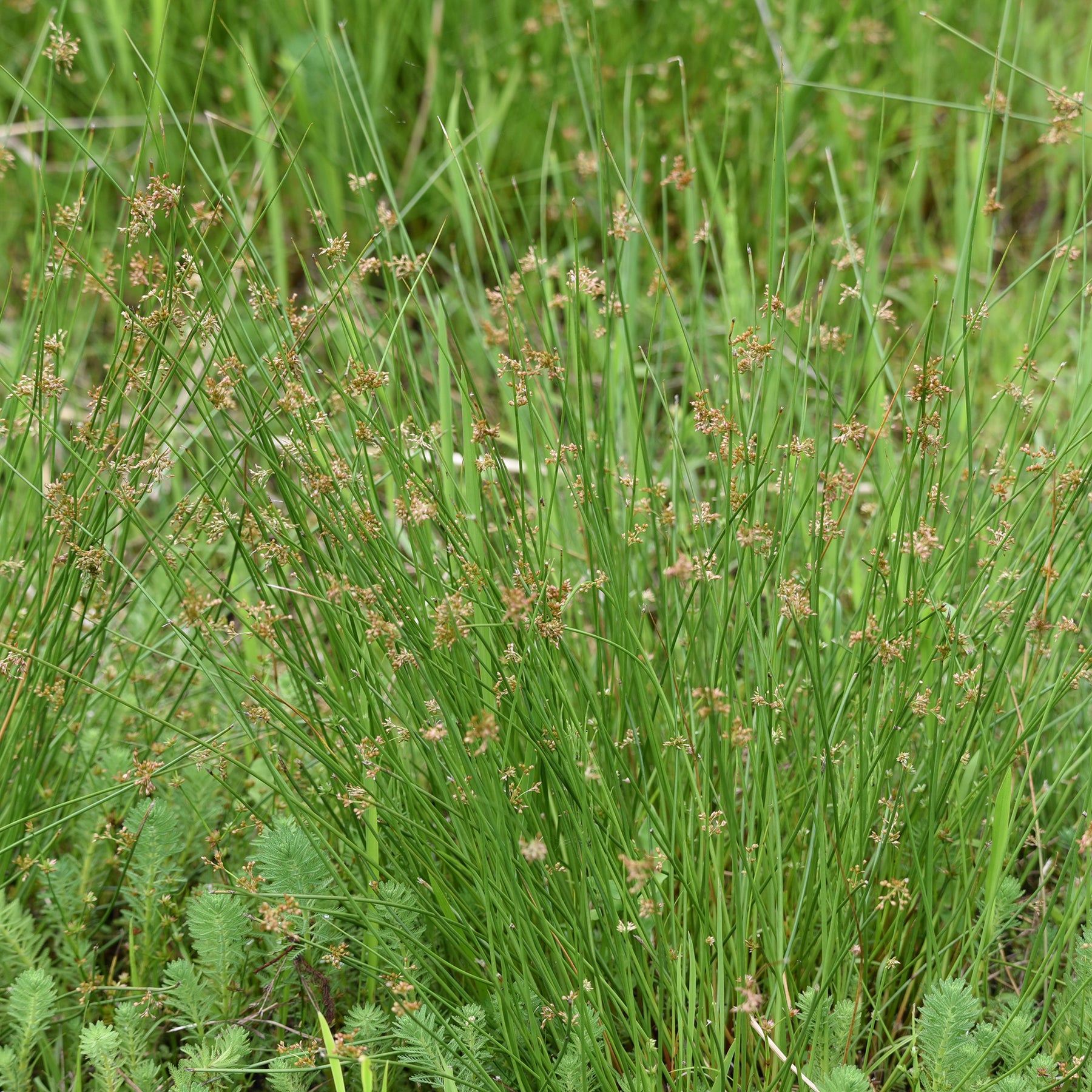 Binsen - Flatter Binse - Juncus effusus