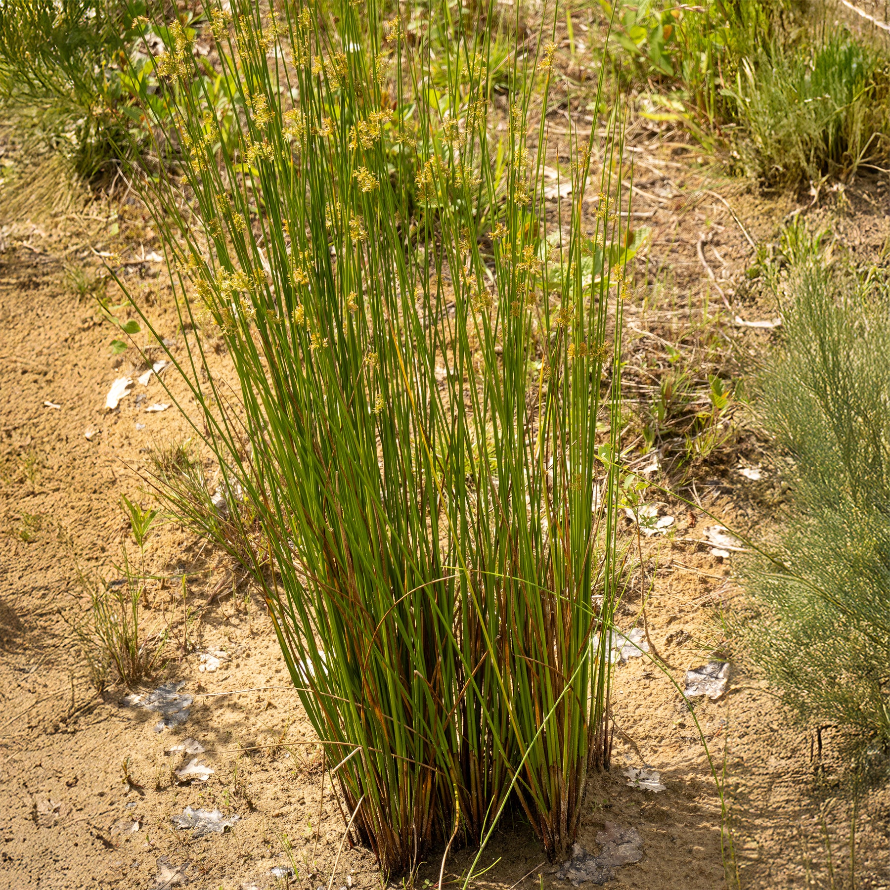 Flatter Binse - Juncus effusus - Willemse